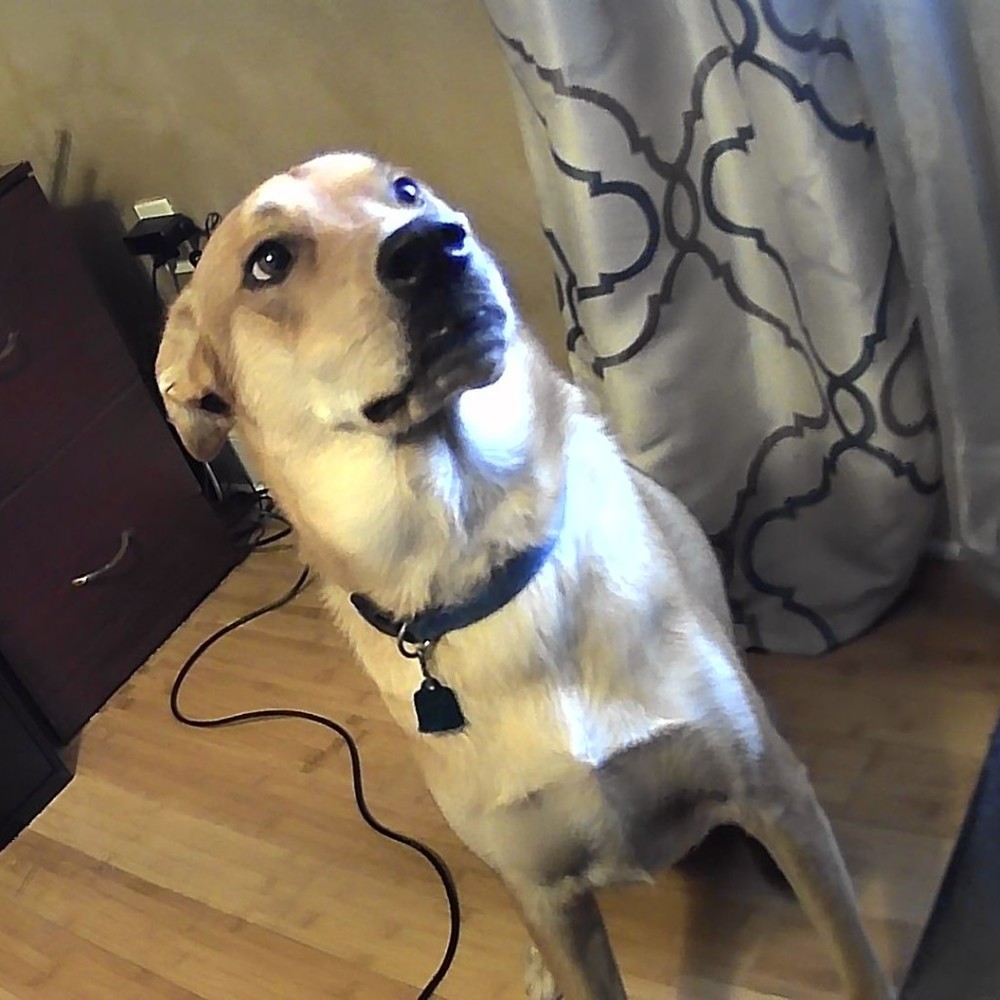 Meet your Posher, Dana